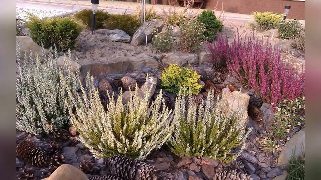 Вереск в ландшафтном дизайне смотреть онлайн