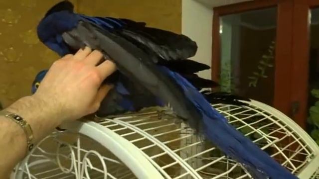 Синий попугай смотреть онлайн