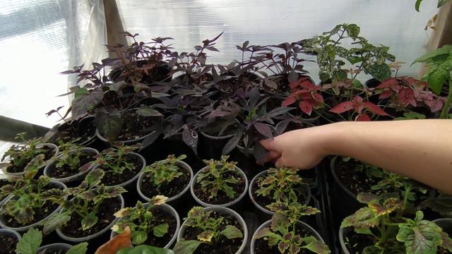 06.04.2021 ИПОМЕЯ БАТАТ смотреть онлайн