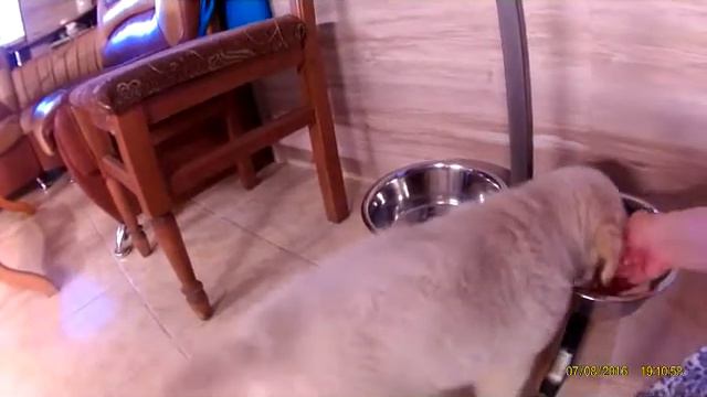 Кормежка в питомнике и дома