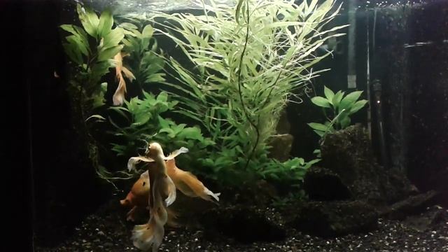 Ета рыбка может рилли исполнить ваши жел ... смотреть онлайн