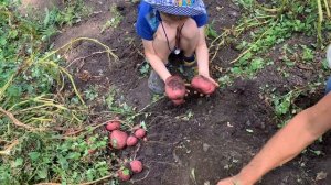 Картофель Шарвари Пирошка в 2023 году огромных размеров.