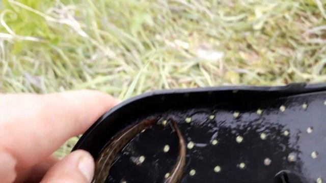 Непонятная рыба в реке Протва вьюн или щиповка напишите в комментарии какая?