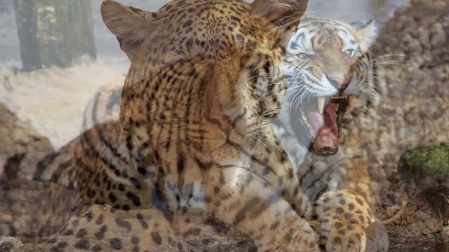 Самые хищные животные. смотреть онлайн