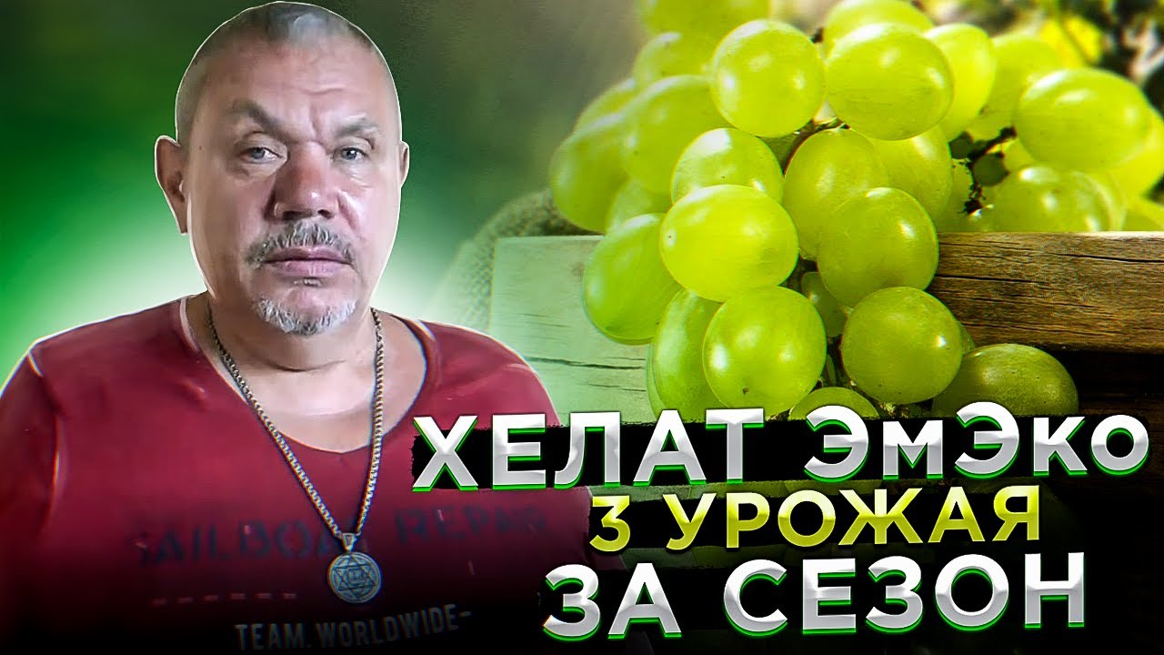 Виноград и эмэко хелат. 3 урожая за сезон.