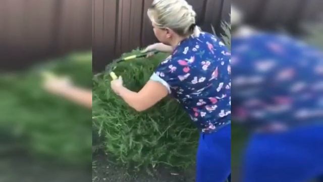 Кохия. Стрижка