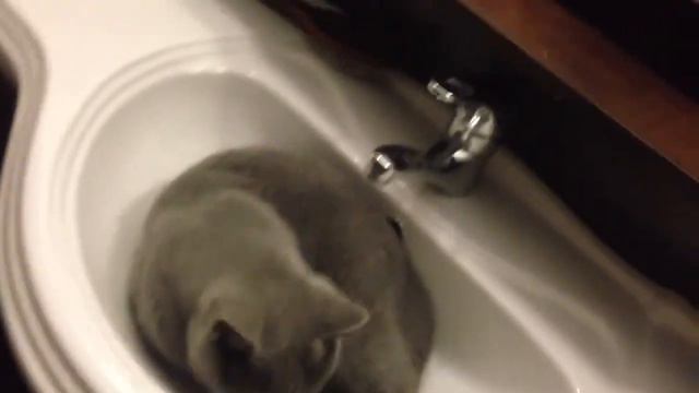 Котэ в раковине ... смотреть онлайн