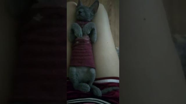 Донской сфинкс! Кот Ферхат! Как я рос! /Ferhat cat! How i grew up! #cats #animals #sphynx смотреть онлайн