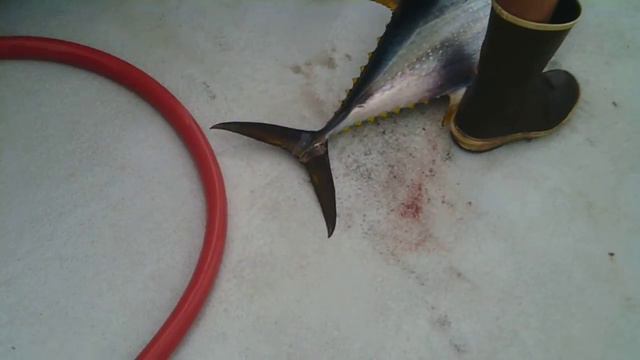 Tribute 2015 Yellowfin Tuna on Tady 45 Photo Finnish смотреть онлайн