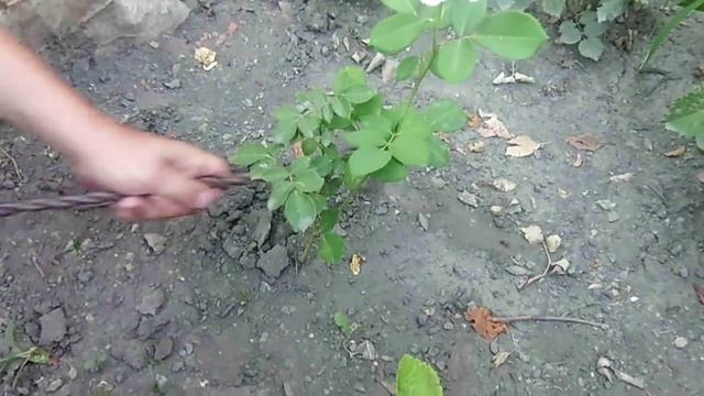 Уход за домашней розой в открытом грунте в августе, сентябре смотреть онлайн