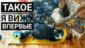 БАБУШКА ДЕРЖИТ 32 кошки в однокомнатной квартире ПРОСИТ ПОМОЩИ«больше нет сил за ними ухаживать»