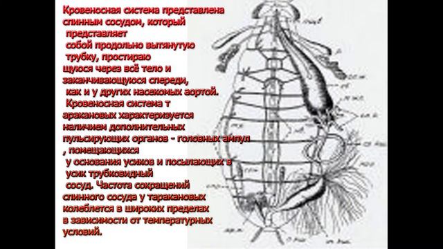 Доклад по биологии:Класс Насекомые Внешнее строение смотреть онлайн