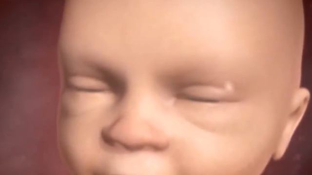 Развитие Плода по Неделям Беременности смотреть онлайн