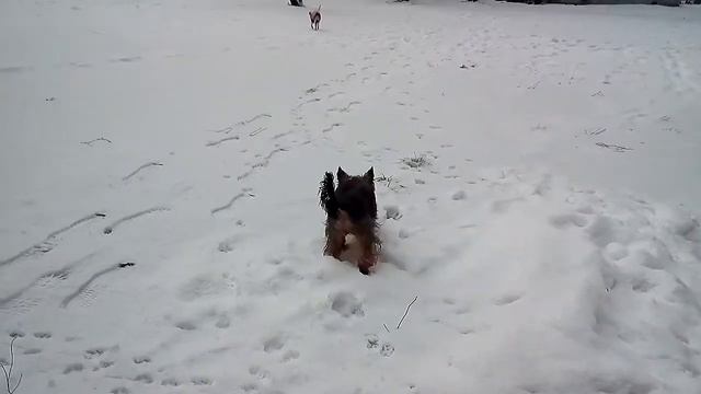 InShot 20161225 162243 смотреть онлайн