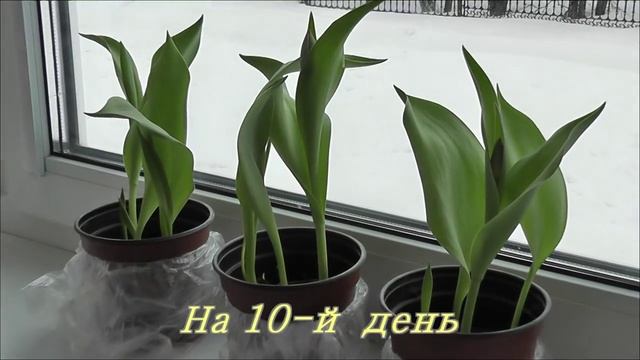 Выгонка тюльпанов в домашних условиях. Я сажаю. смотреть онлайн