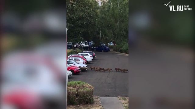 VL.ru - Дикие кабаны вышли в город
