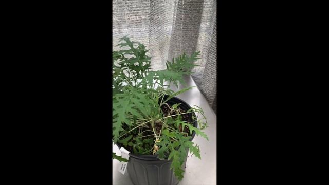 HOR 204 Echinops ritro смотреть онлайн