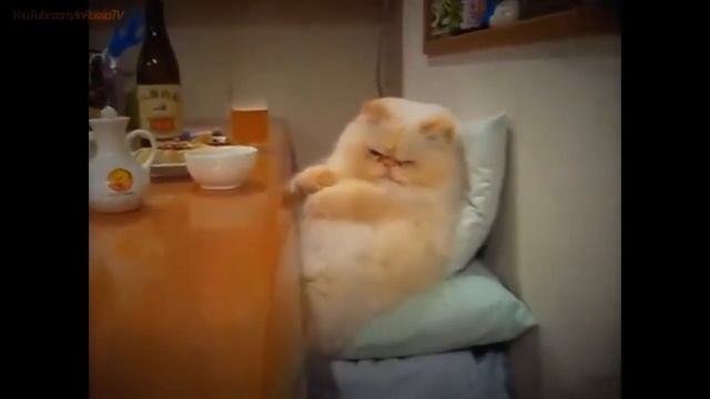 FUNNY VIDEOS Funny Cats Funny Animals Cat Funny Videos Smart Cats Funny Cats Videos смотреть онлайн