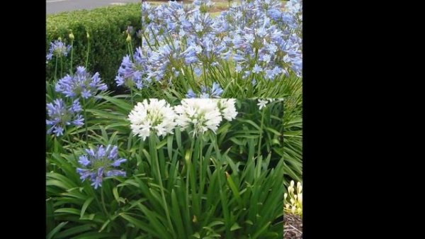 АГАПАНТУС /AGAPANTHUS( растения/plants)( HD slide show)!