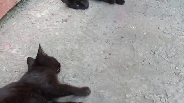 много котов кошек и котят смотрите в этом видео! смотреть онлайн