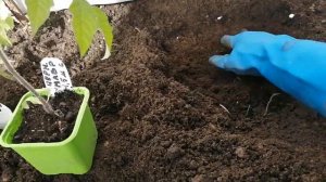 #посадкатоматов Что кладу в лунку при посадки томатов, для БОЛЬШОГО урожая(не забудьте про золу)