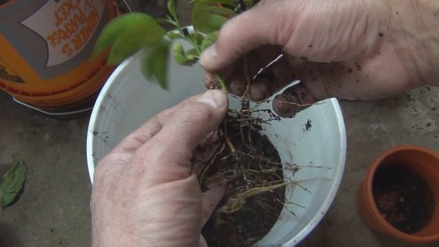 How to grow Grapefruit from seed repotting смотреть онлайн