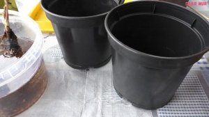 Купили древовидные пионы? Что с ними делать?