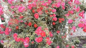 Первая зацвела канадская роза Генри Келси