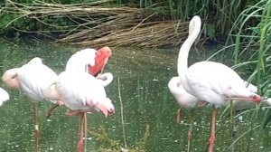 ZSL London Zoo -- Look Inside At The Animals