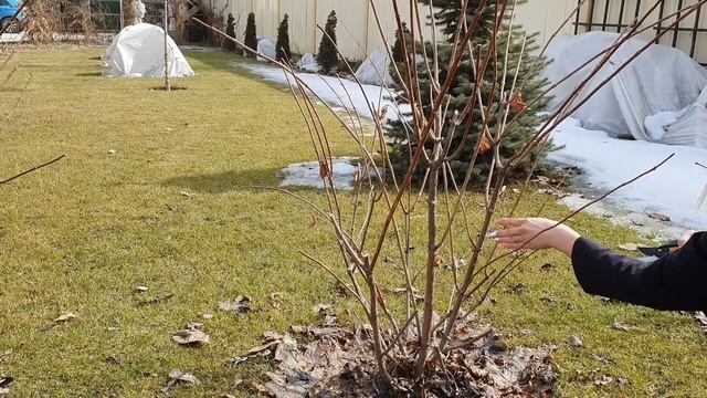 Обрезка метельчатой гортензии 