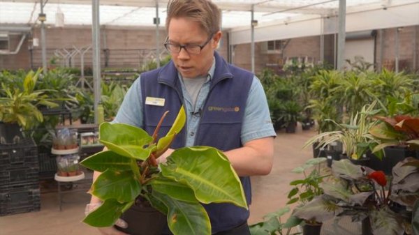 Philodendron Moonlight @ greengate Garden Centres