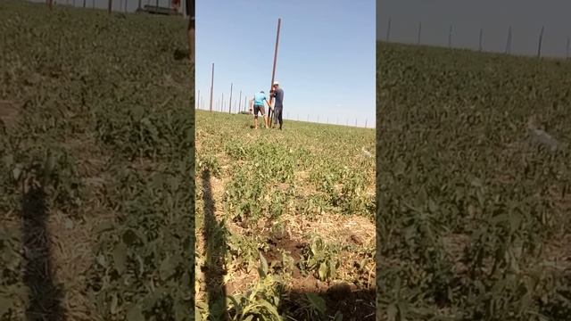 Установка столбов с помощи трактора смотреть онлайн