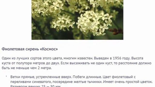 Веганская Кухня: Идеи и Рецепты