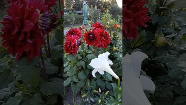 Георгин Зорро . Георгин Zorro . Dahlie Zorro . Крупноцветковые георгины. Декоративные георгины смотреть онлайн