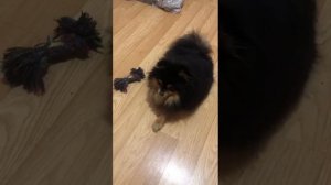 Пароксизмальная гиперкинезия у шпица // paroxysmal dyskinesia