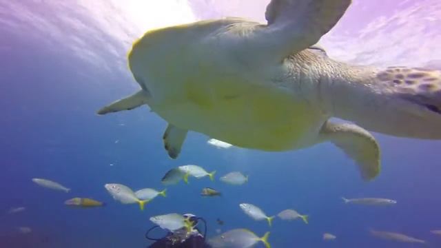 Наглые черепахи!