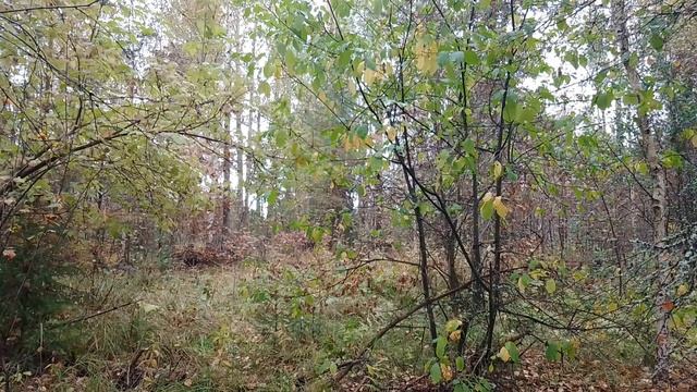 Утро в осеннем лесу. ч.6. Сентябрь 2023 смотреть онлайн