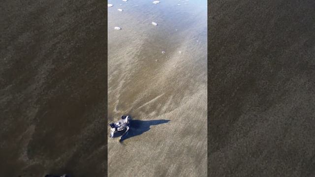 Сегодня родилась, и уже знает куда бежать... смотреть онлайн