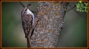 Голоса птиц Как поёт Пищуха короткопалая (Certhia brachydactyla).mp4