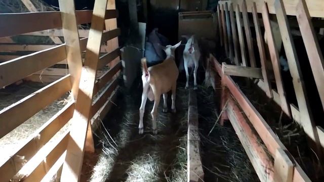 Козы в охоте???!Пробуем покрыться.Способен ли маленький козёл? смотреть онлайн