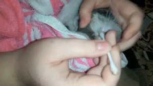 Как лечить котенка от ушных клещей в домашних условиях?