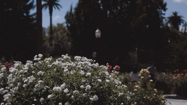 Canon 1DC In 2023 - Rambling With Some Footage Examples