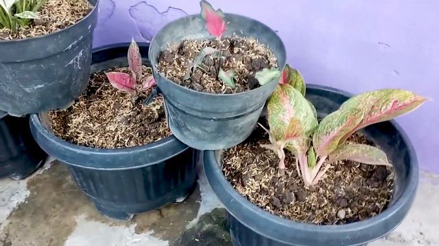 MENANAM BUNGA DI HALAMAN RUMAH I BOEMI VISUAL смотреть онлайн