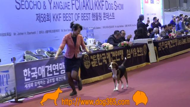 2016.12.04 Seocho FCI International Dog Show(Finnish Hound) смотреть онлайн