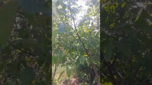 Лист грецкого ореха. Йод. Суточная норма. Здоровье рядом!