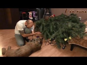 Пума уронила ёлку!   Cougar Messi Christmas Tree 2