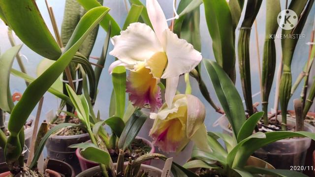 Blc. Haadyai Delight 'bangprom' x Blc. Pamela Hetherington. Эквадор - Ecuagenera 2019 г. смотреть онлайн