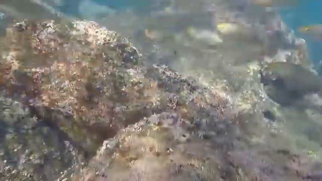 Средиземное море . Барселона . Подводное плавание . Июль 2017 смотреть онлайн