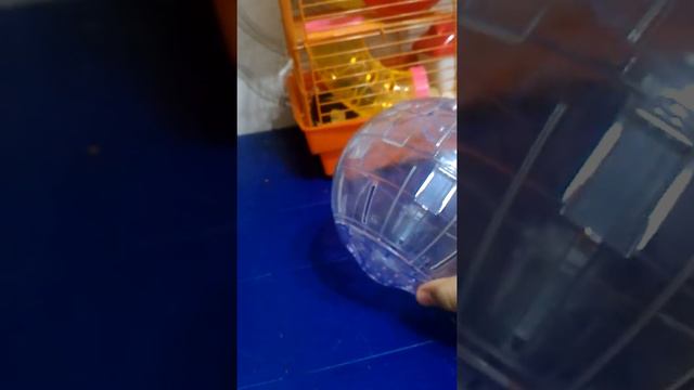 Покупки из зоомагазина смотреть онлайн