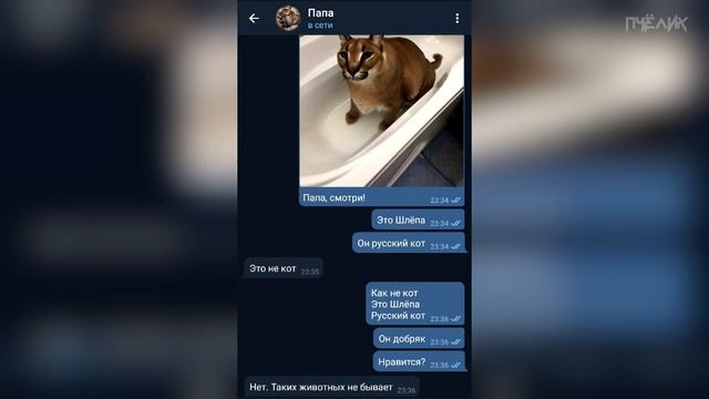 Реакция родителей на Шлёпу (Большой русский кот) смотреть онлайн